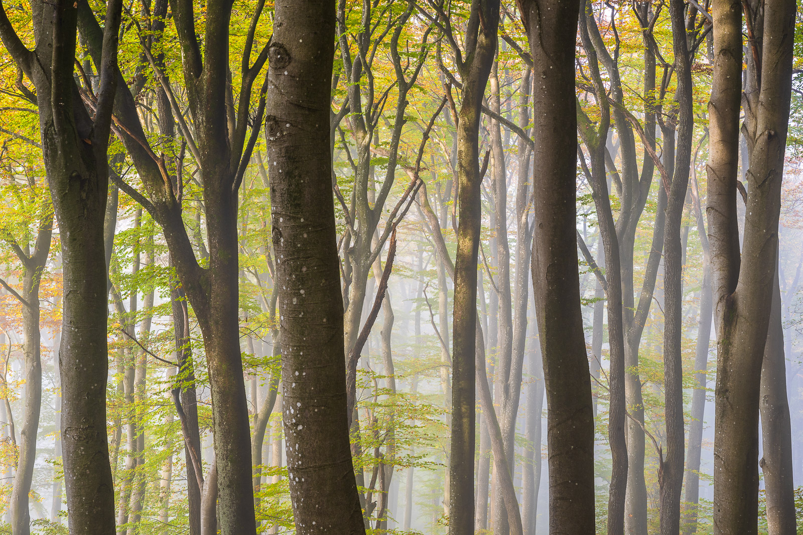 Bäume und Wälder der Schweiz