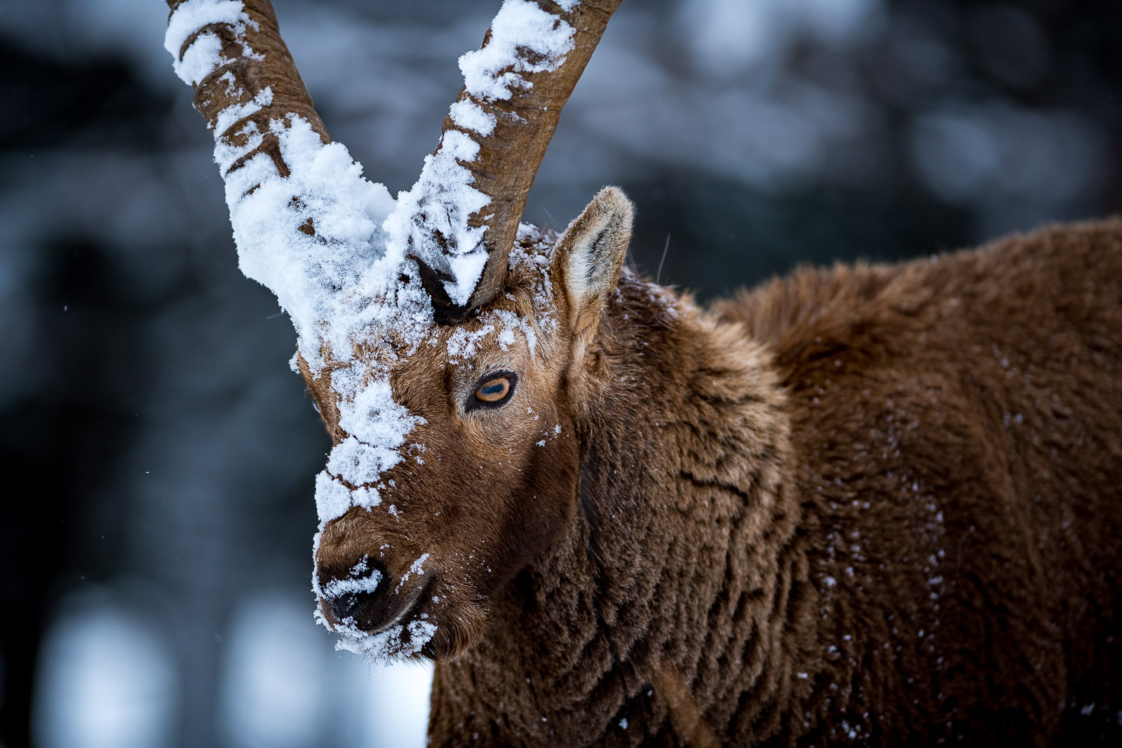 Steinbock im Winter