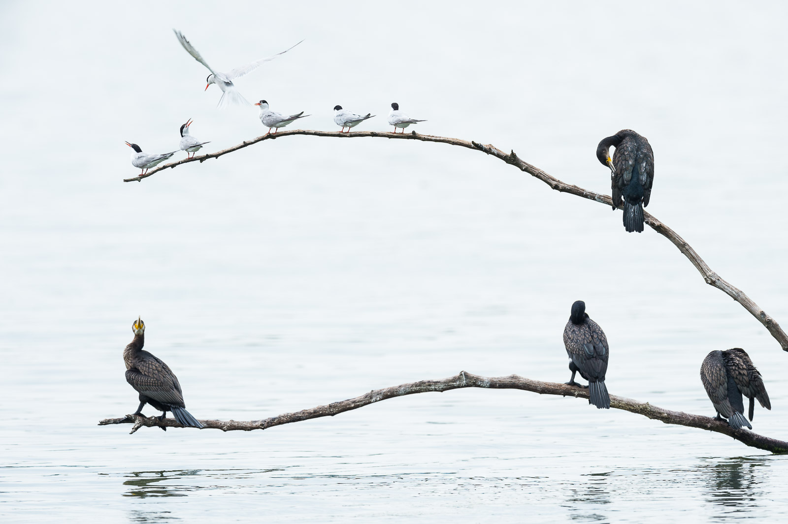 Kormoran und Flussseeschwalbe