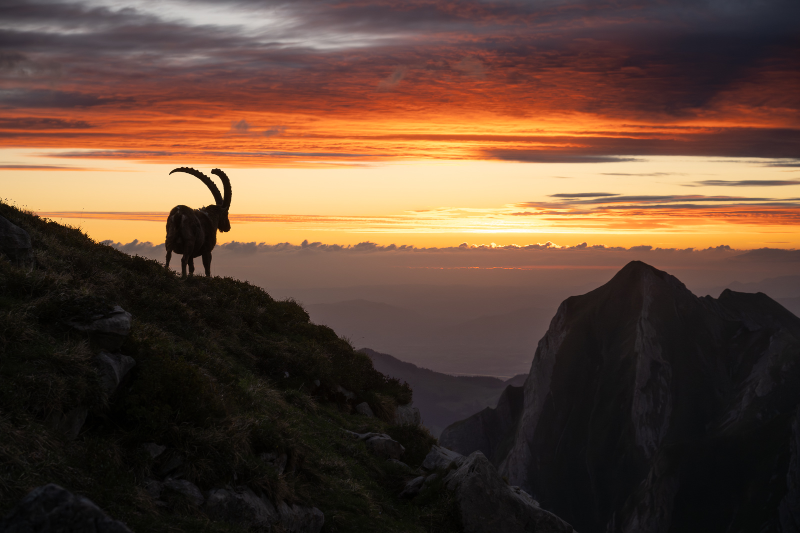 Steinbock