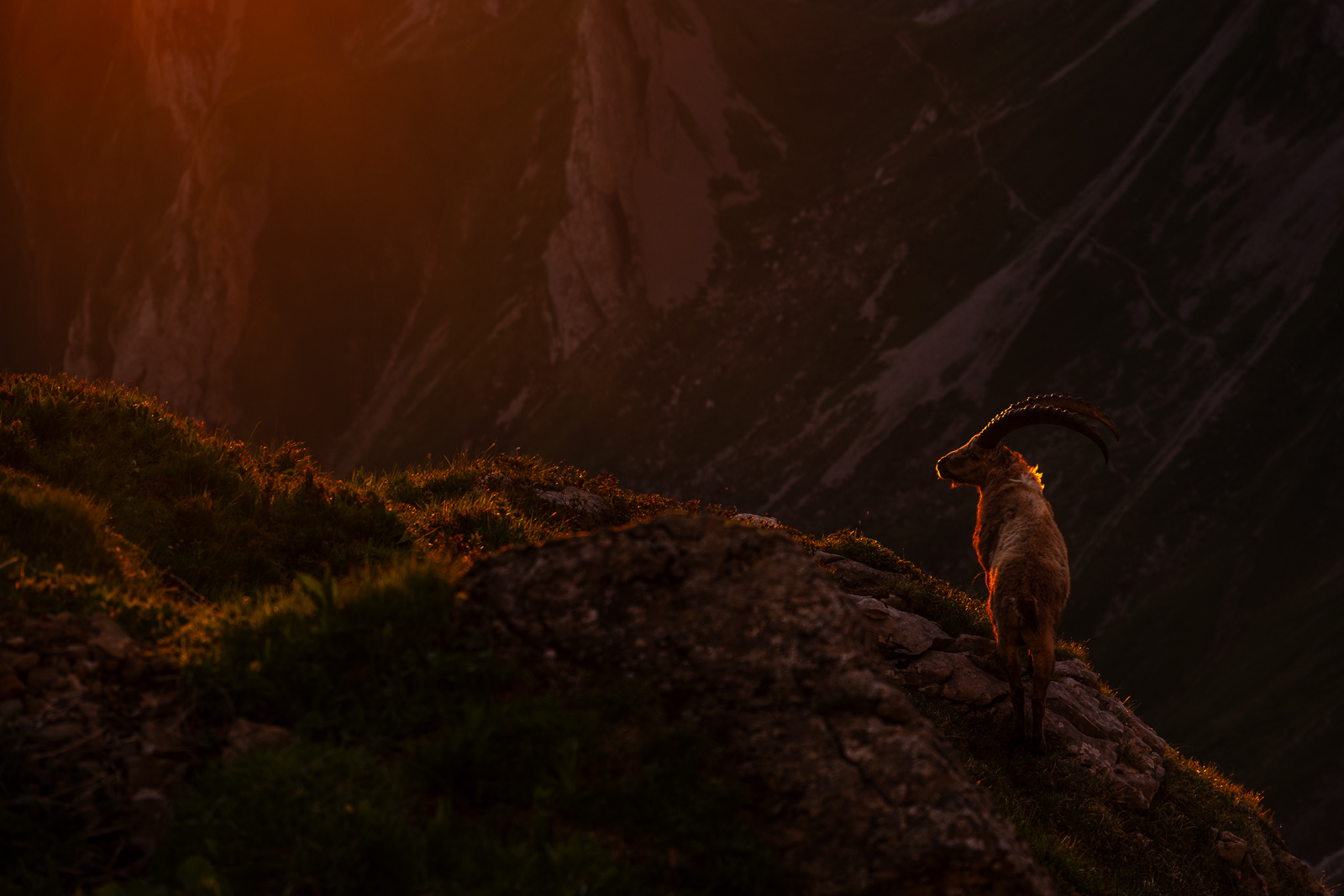 Steinbock